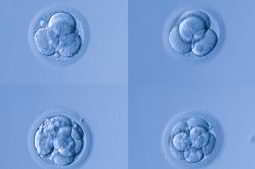 embrião no laboratorio