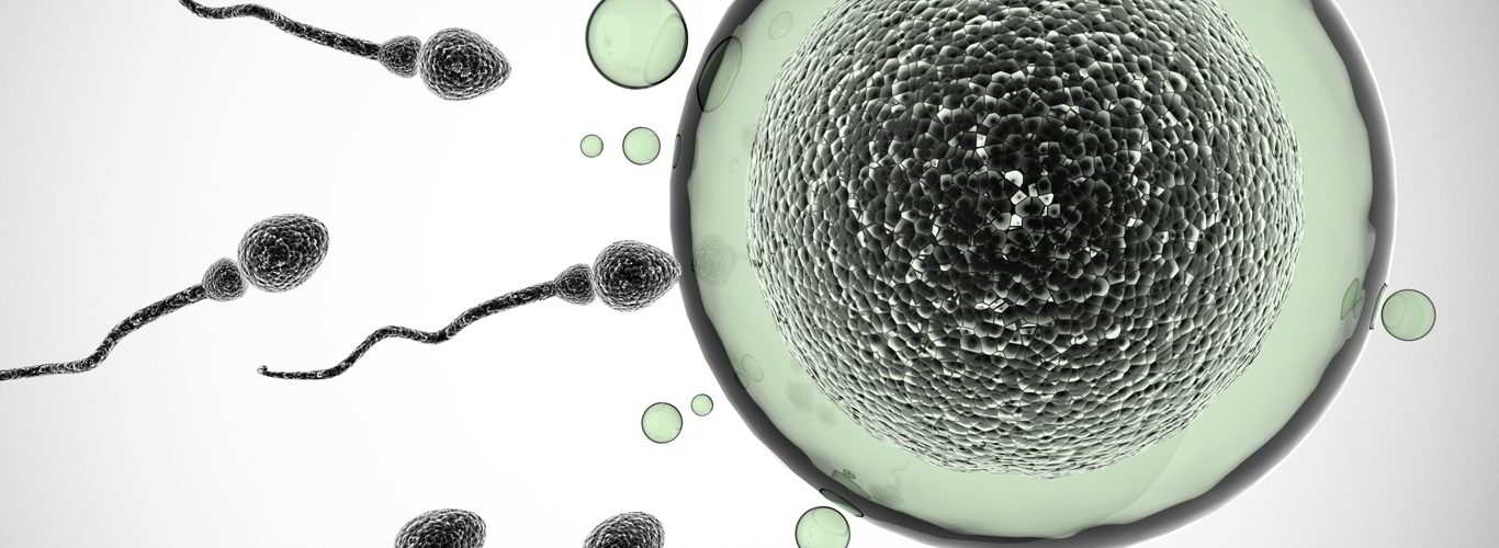 Evolución del Embrión