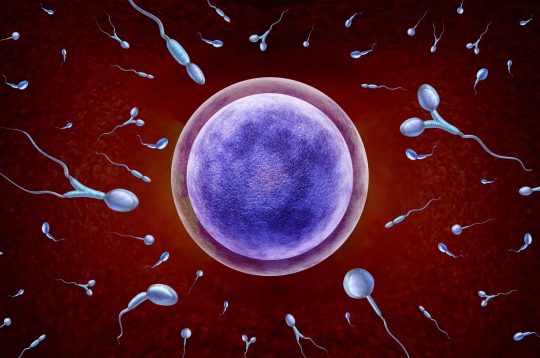 Teratozoospermia e a relação com a infertilidade